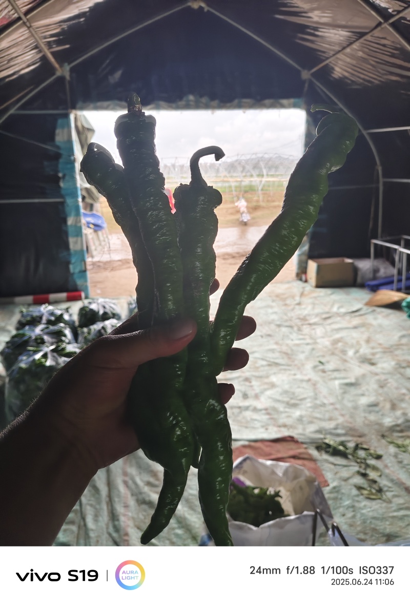 螺丝陇椒
