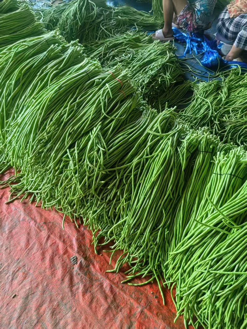 河南开封豆角，产地直发一手货源质量保证对接全国