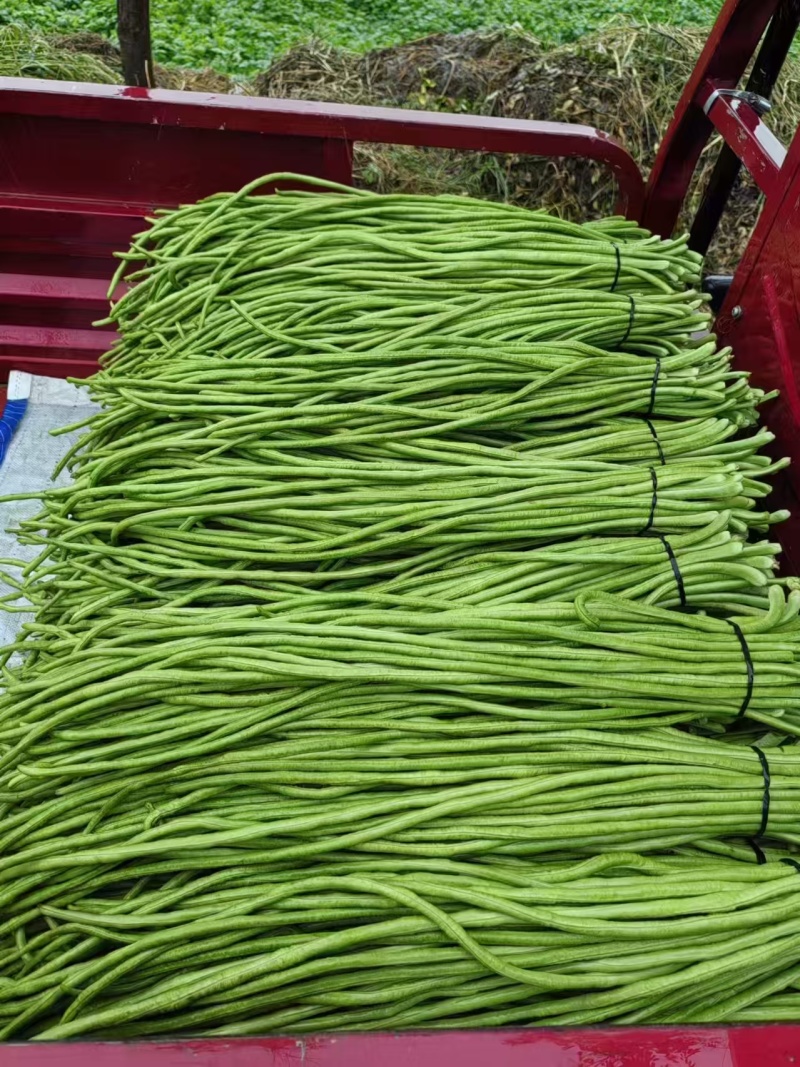 河南开封豆角，产地直发一手货源质量保证对接全国