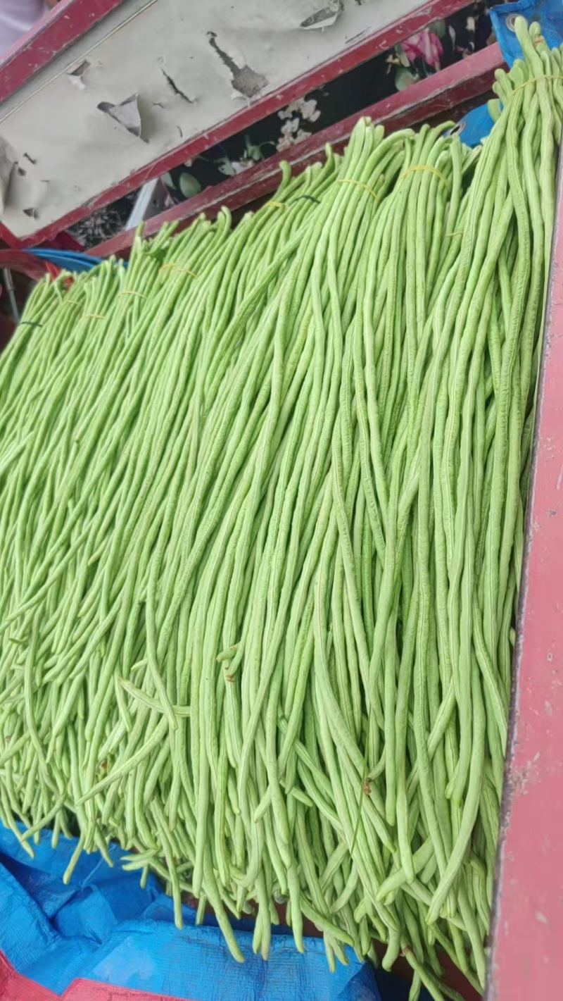 河南开封豆角，产地直发一手货源质量保证对接全国