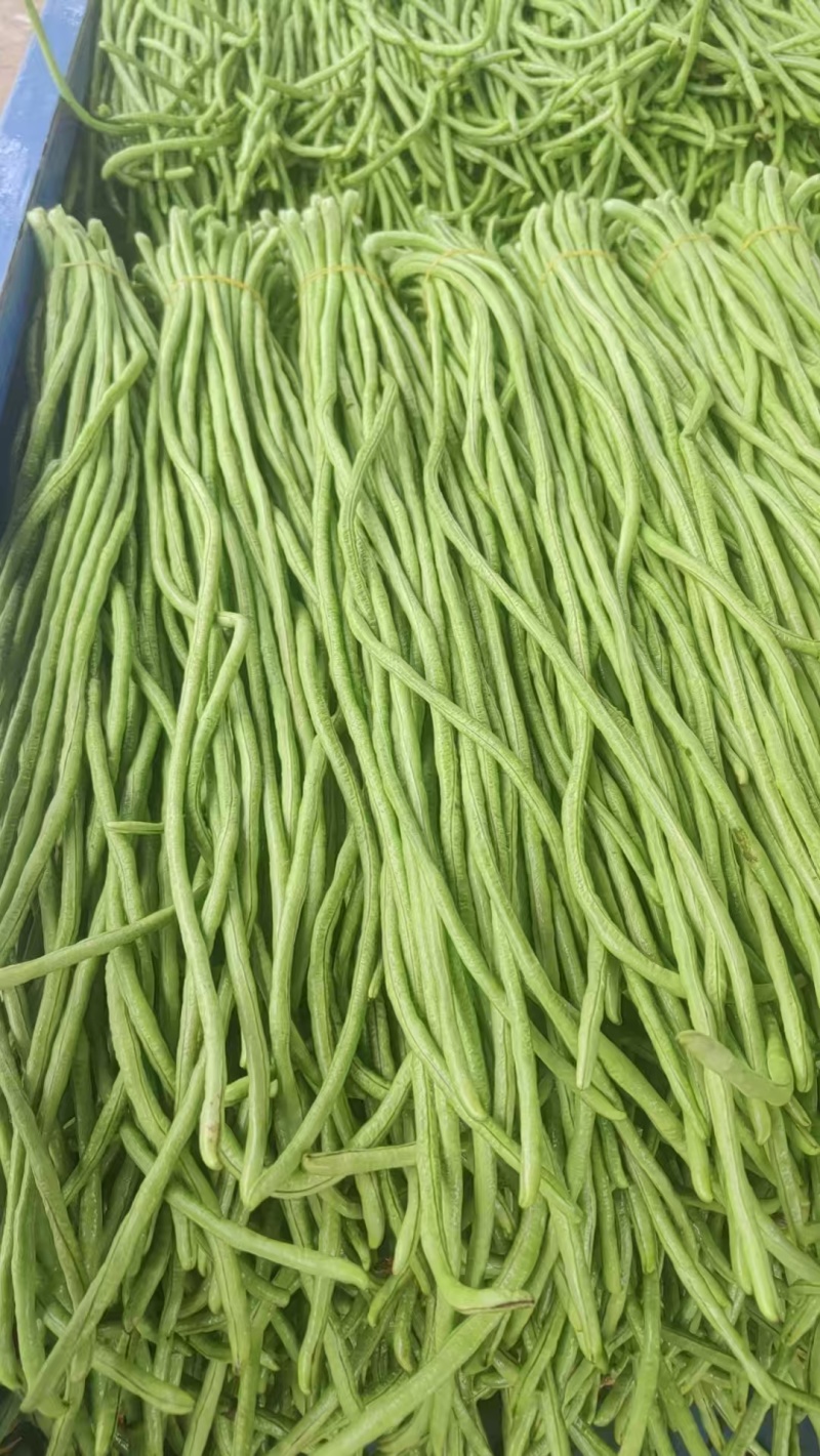 河南开封豆角，产地直发一手货源质量保证对接全国