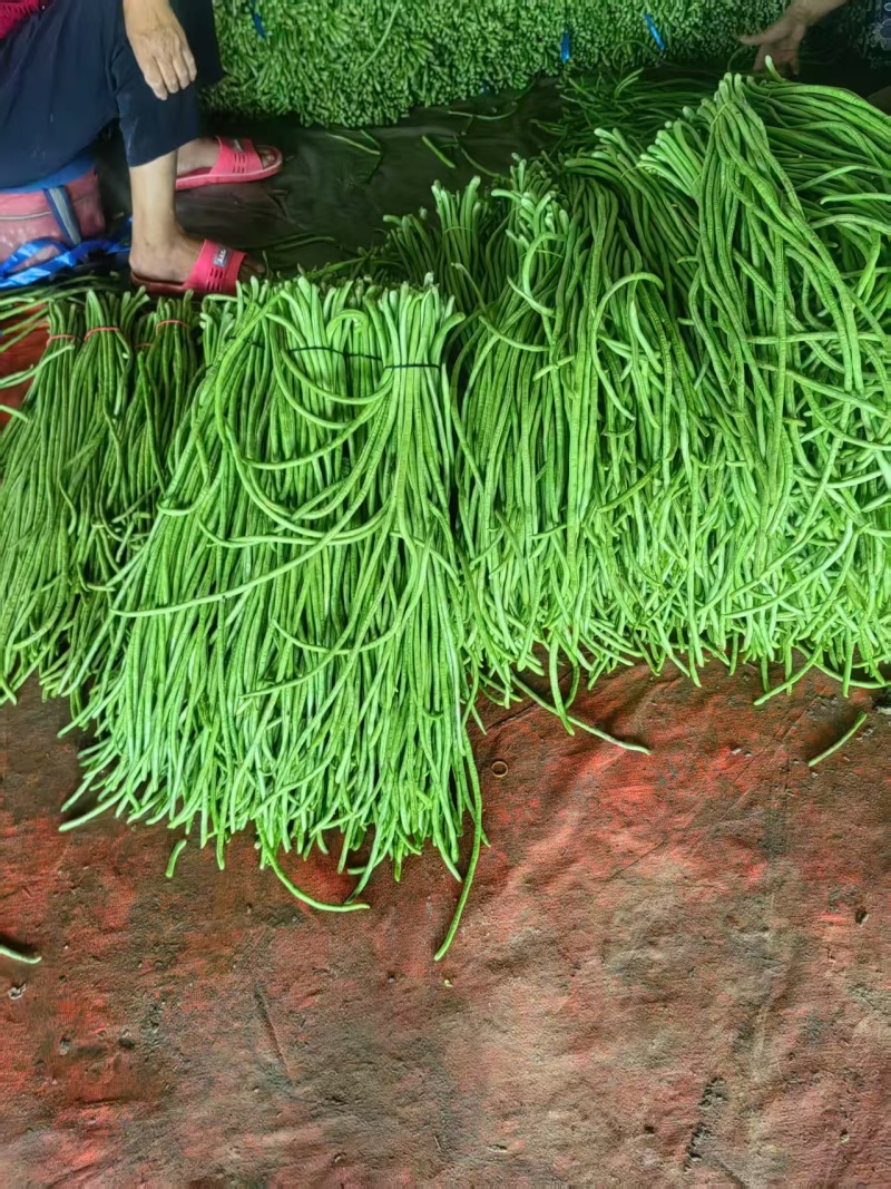 河南开封豆角，产地直发一手货源质量保证对接全国