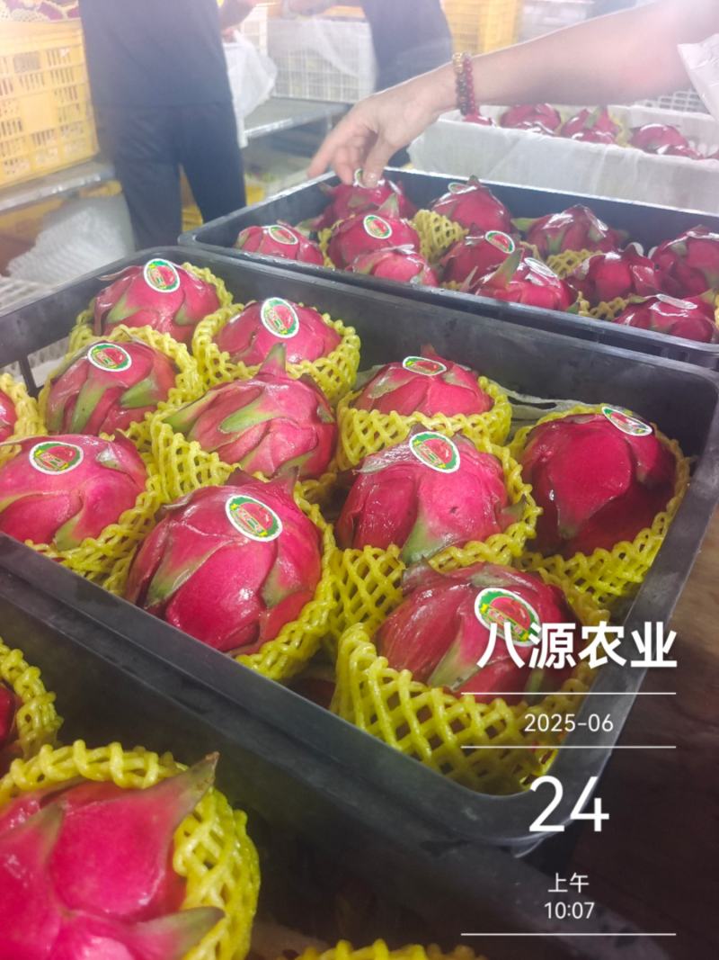 红心火龙果广西规格果供应实力代办全国整车代发