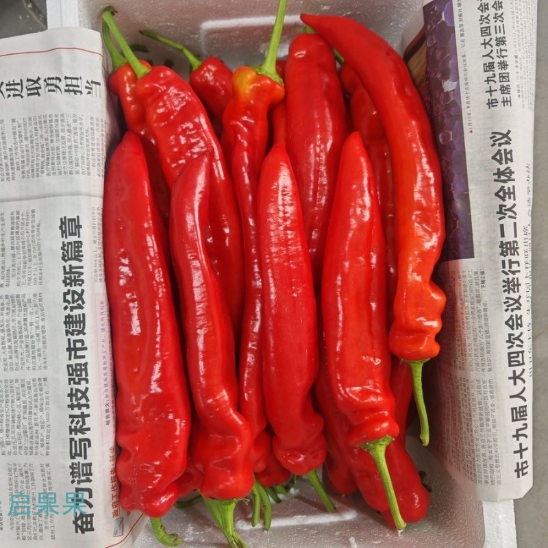 山东一级红尖椒，山东寿光一级红尖椒，山东A级精品红尖椒