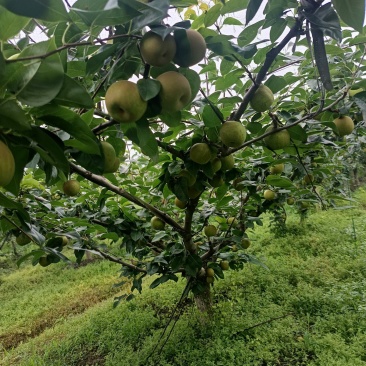 精品翠冠梨，皮溥多汁