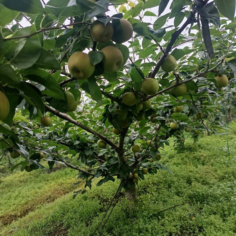 精品翠冠梨，皮溥多汁