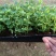 宫粉紫荊苗紫荆庭院公园道路观花绿植净化空气美观好养