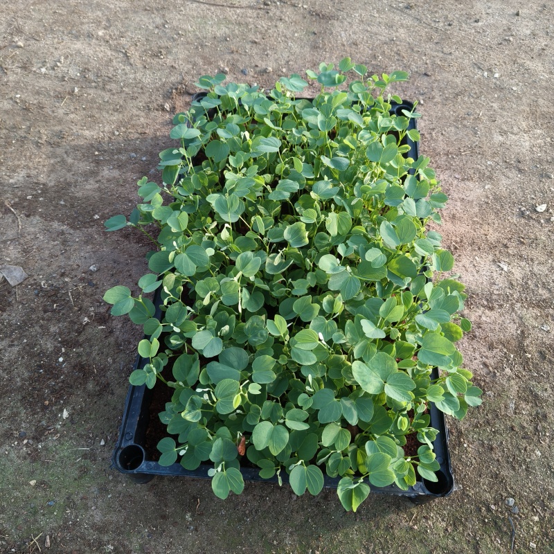 宫粉紫荊苗紫荆庭院公园道路观花绿植净化空气美观好养