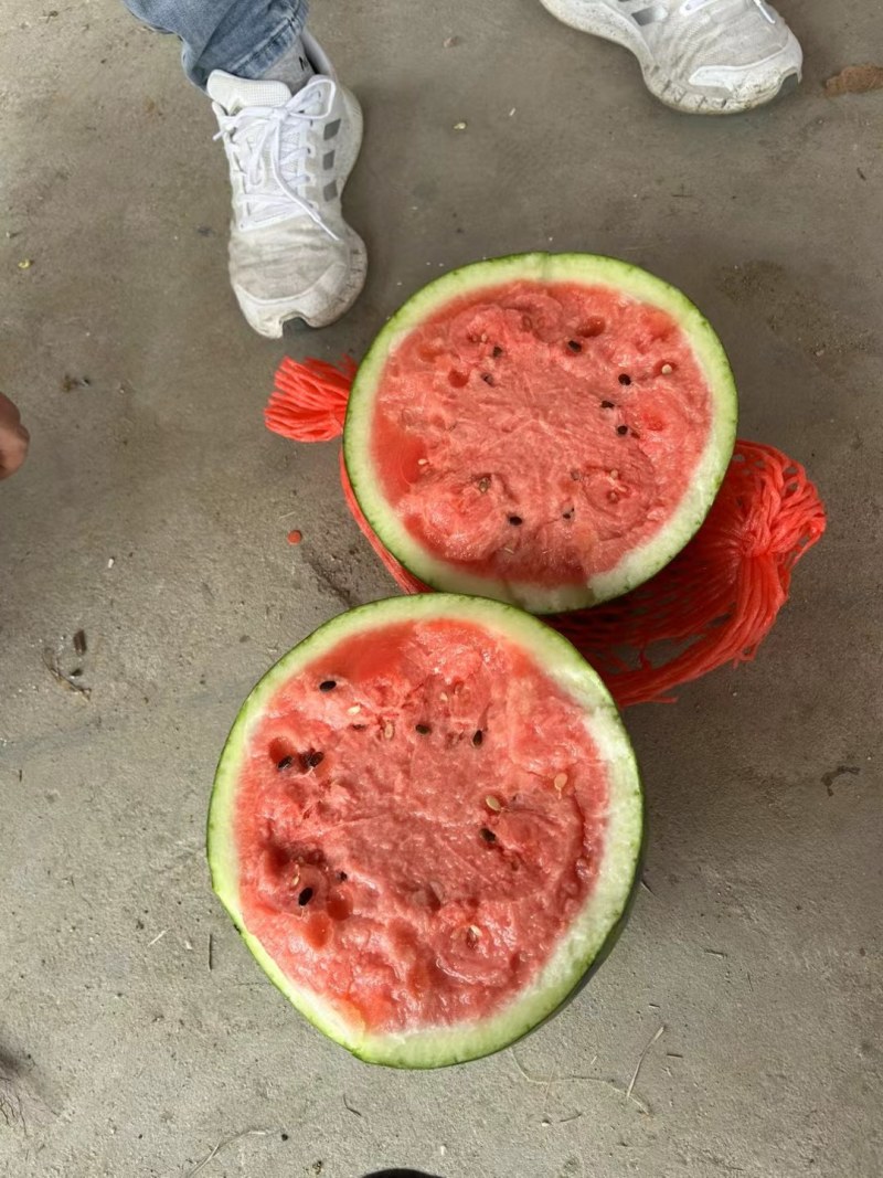 宝鸡美都，各种品类西瓜大量上市，欢迎各位老板前来选购