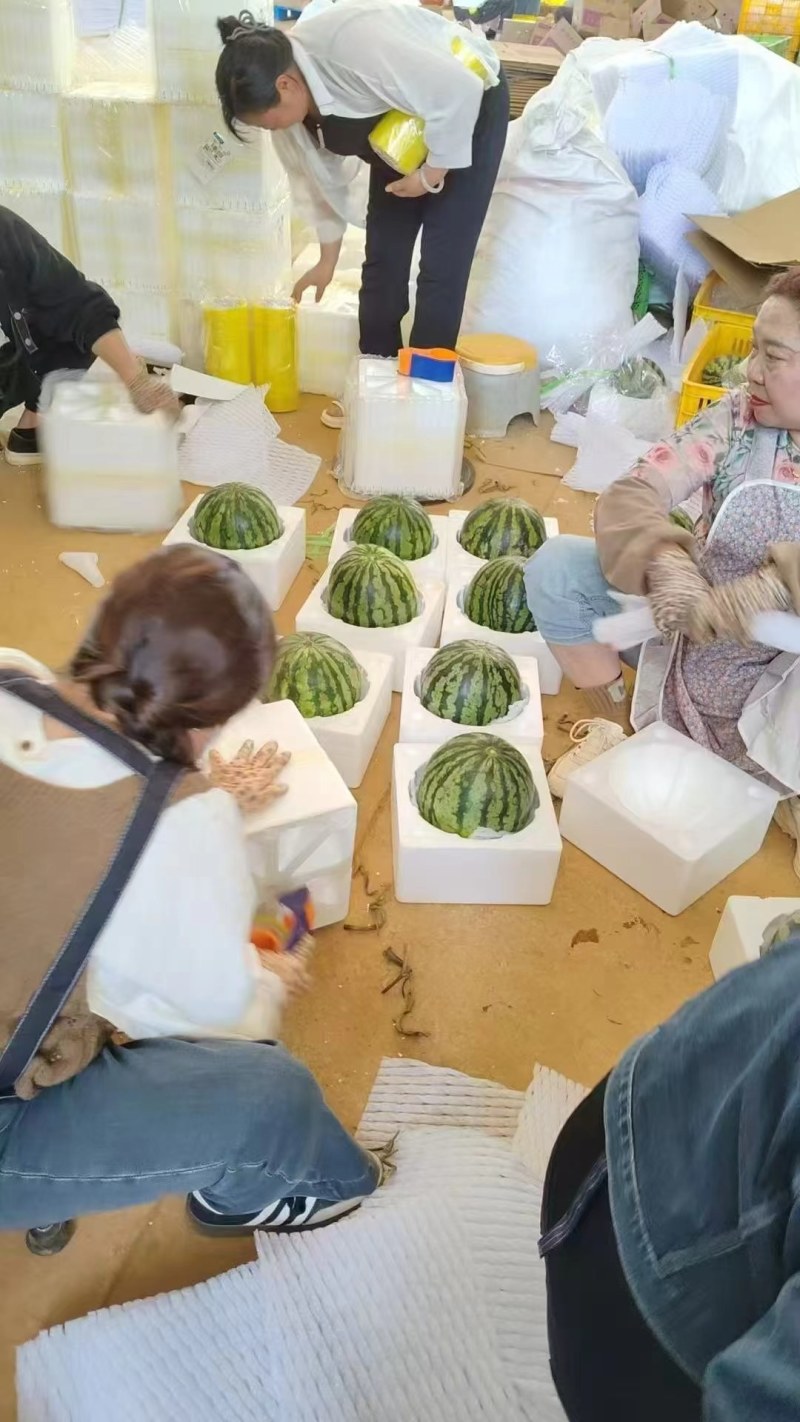 宝鸡美都，各种品类西瓜大量上市，欢迎各位老板前来选购