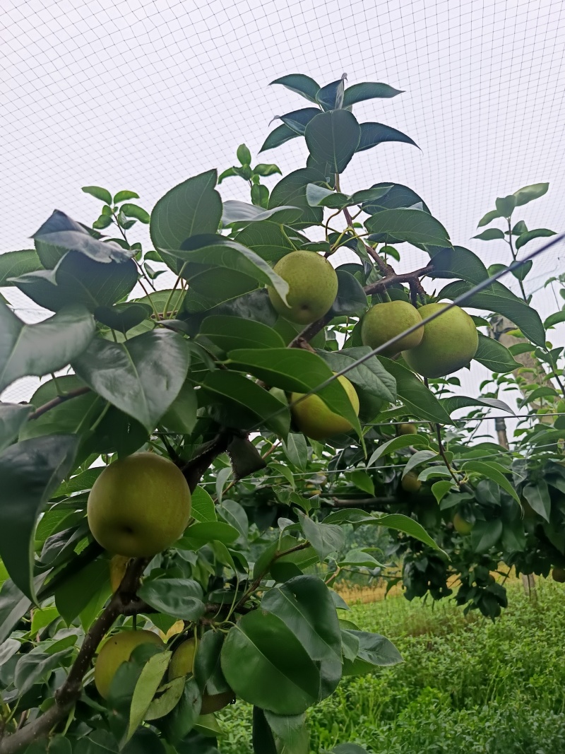 精品翠冠梨，皮溥多汁
