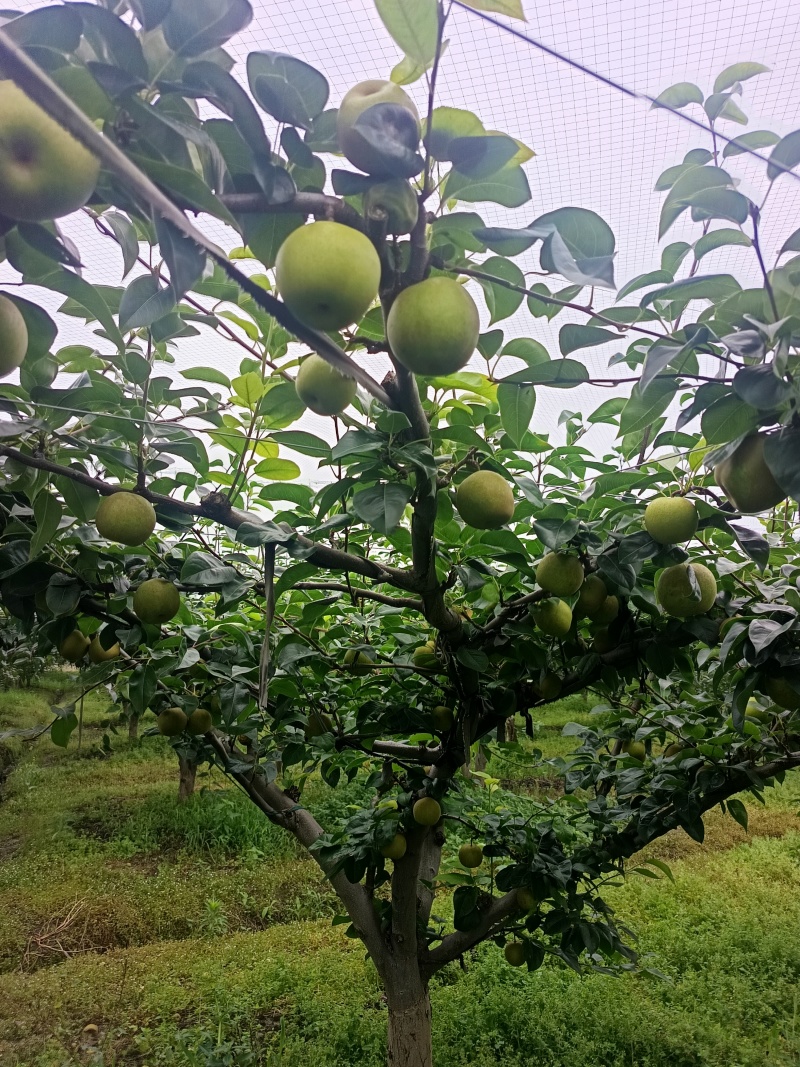 精品翠冠梨，皮溥多汁