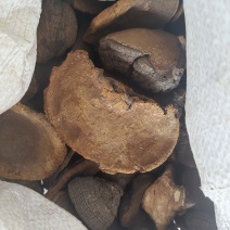 桑黄批发价格