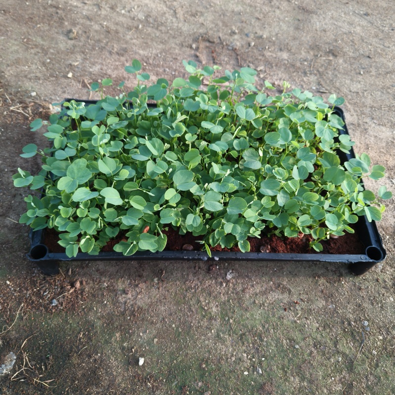 宫粉紫荊苗紫荆庭院公园道路观花绿植净化空气美观好养