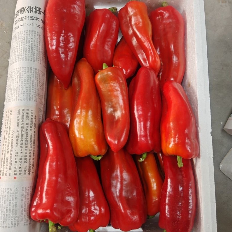 河北唐山一级红尖椒，河北一级红尖椒，河北A级精品红尖椒