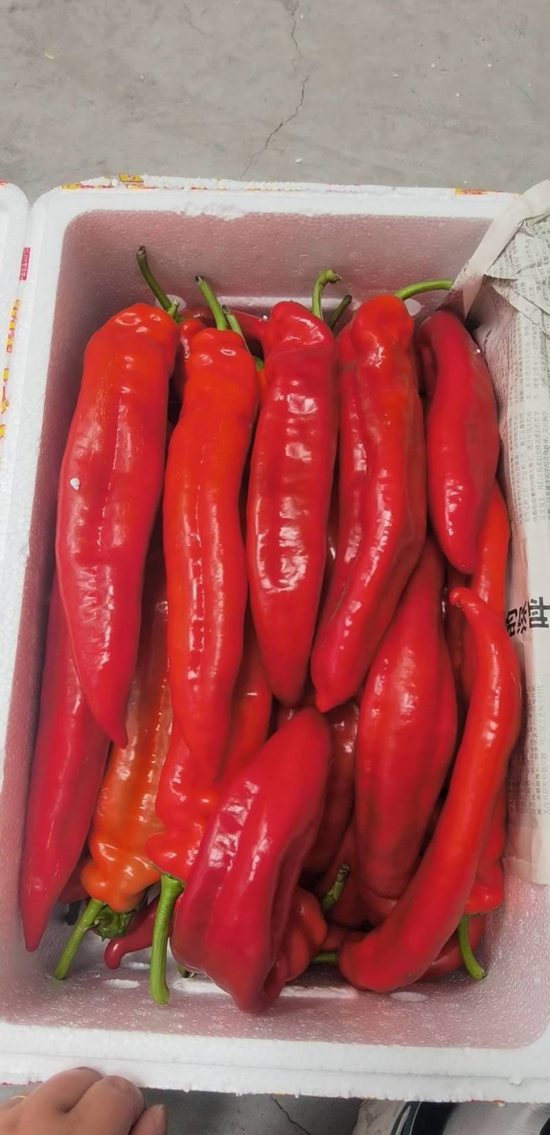 河北唐山一级红尖椒，河北一级红尖椒，河北A级精品红尖椒