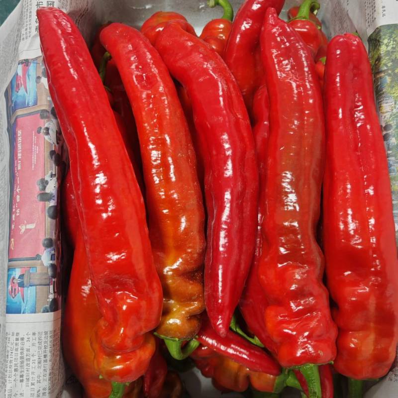 河北唐山一级红尖椒，河北一级红尖椒，河北A级精品红尖椒