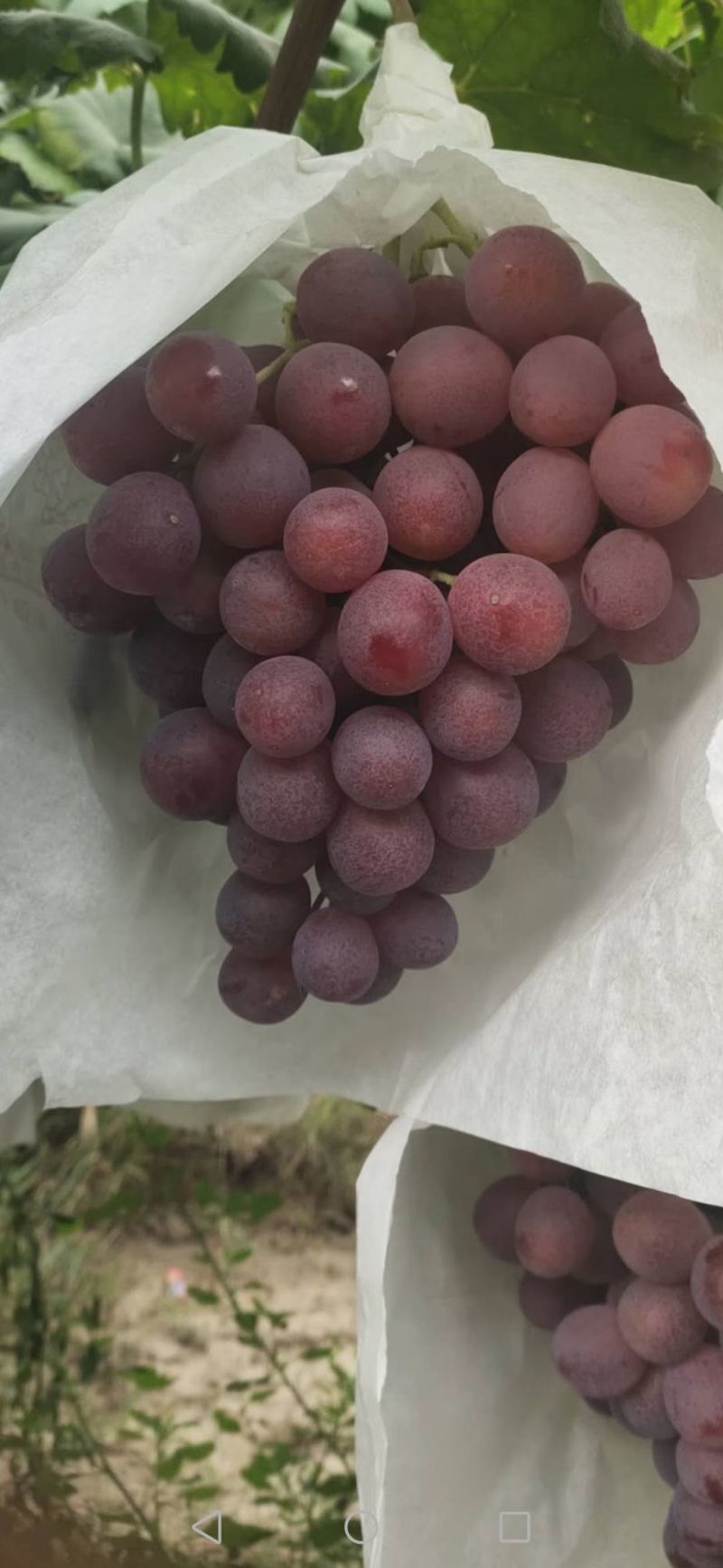 陕西红提基地直发一手货源规格齐全量大优惠对接商超