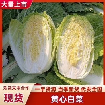 黄心白菜白菜大量上市品质保证一手货源量大从优