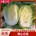 黄心白菜白菜大量上市品质保证一手货源量大从优