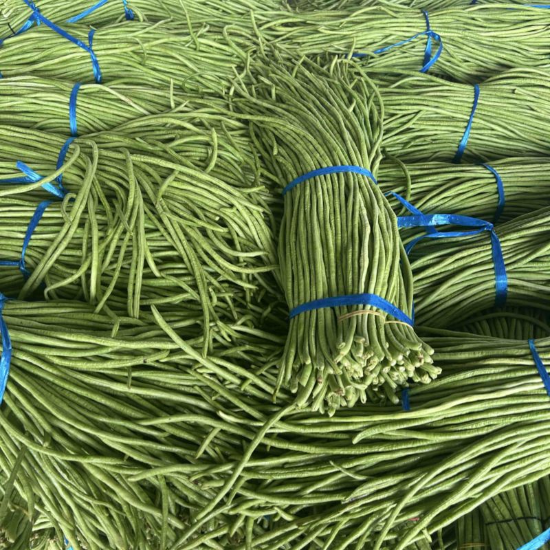 河南长豆角青条豆角豇豆对接电商市场商超