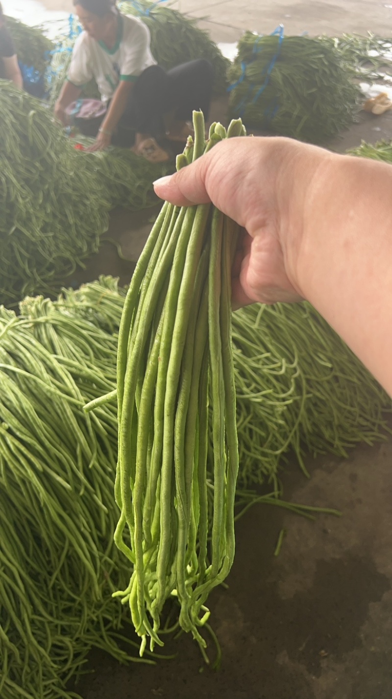 河南长豆角青条豆角豇豆对接电商市场商超