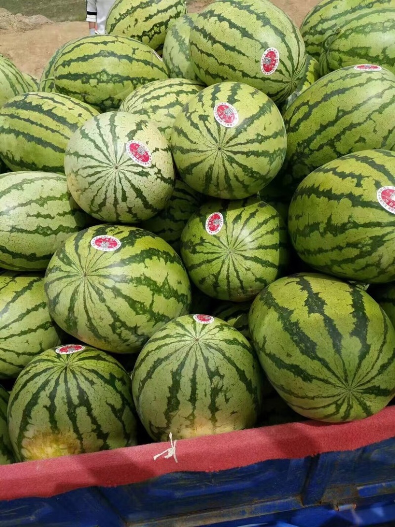 宁夏精品硒砂瓜口感好/保质保量/大量有货/欢迎咨询