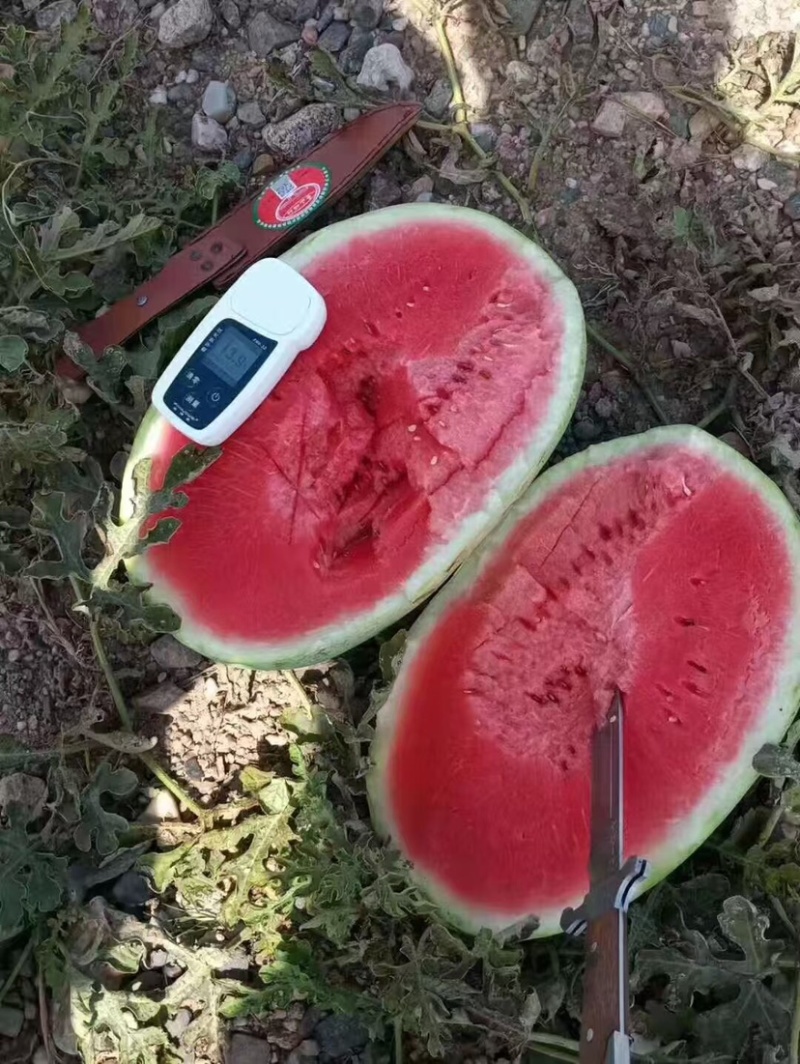宁夏精品硒砂瓜口感好/保质保量/大量有货/欢迎咨询