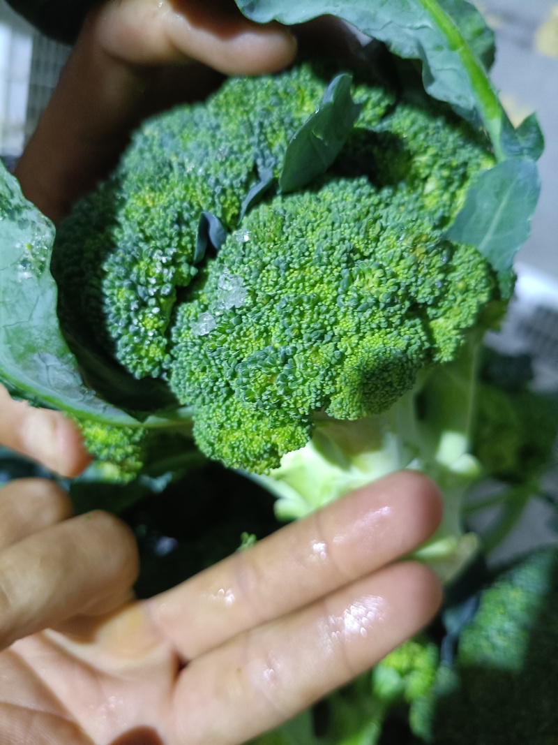 西蓝花电商品质商超大米粒西蓝花新鲜直发货源产地两指四指切