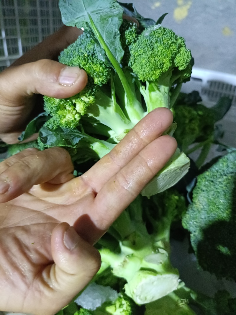 西蓝花电商品质商超大米粒西蓝花新鲜直发货源产地两指四指切