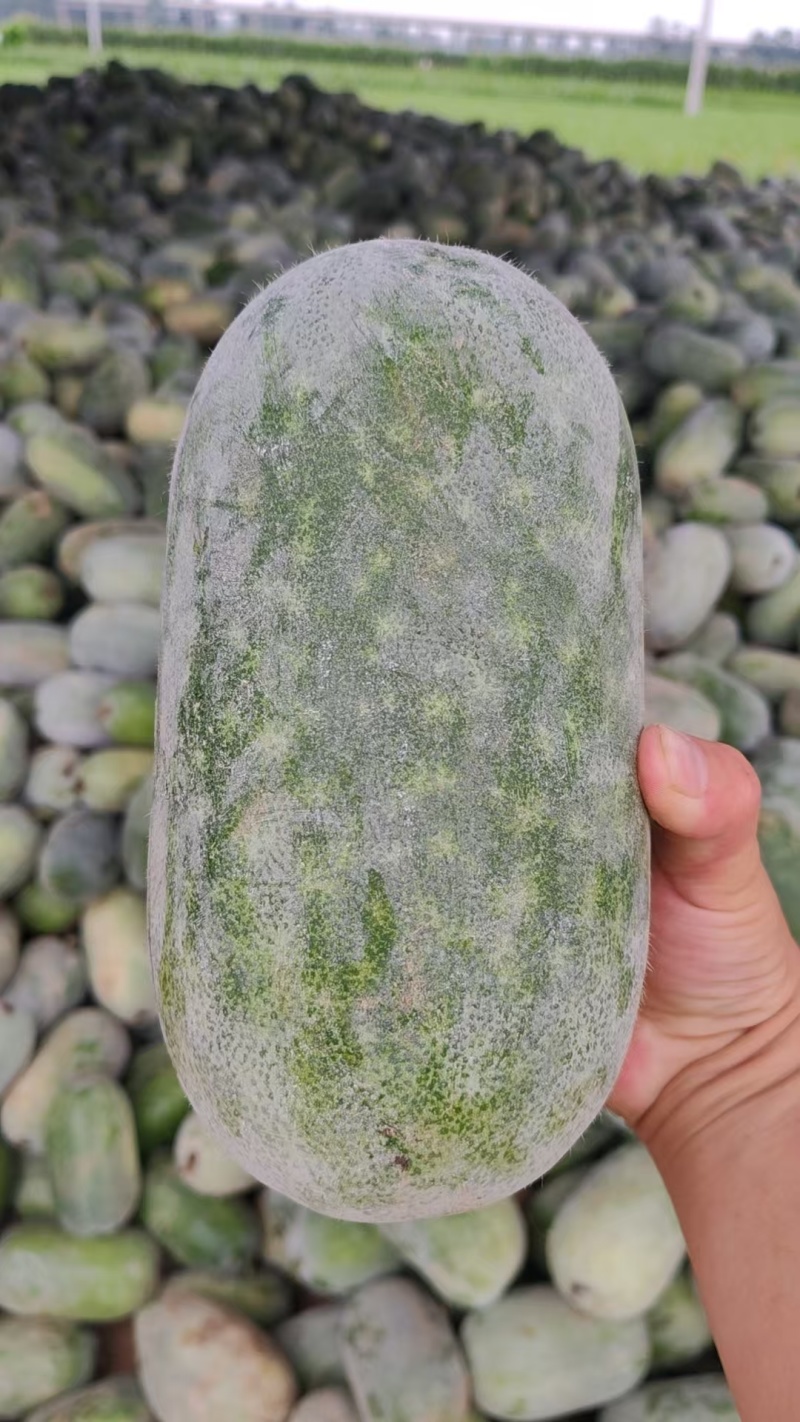 河南产区。精品水果冬瓜大量现货。产地直供货源充足。