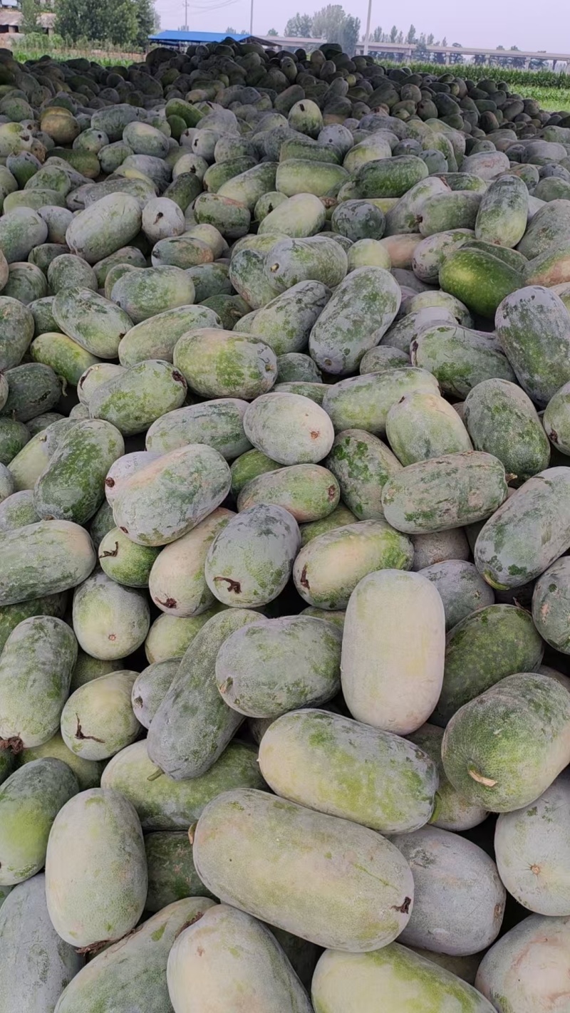 河南产区。精品水果冬瓜大量现货。产地直供货源充足。