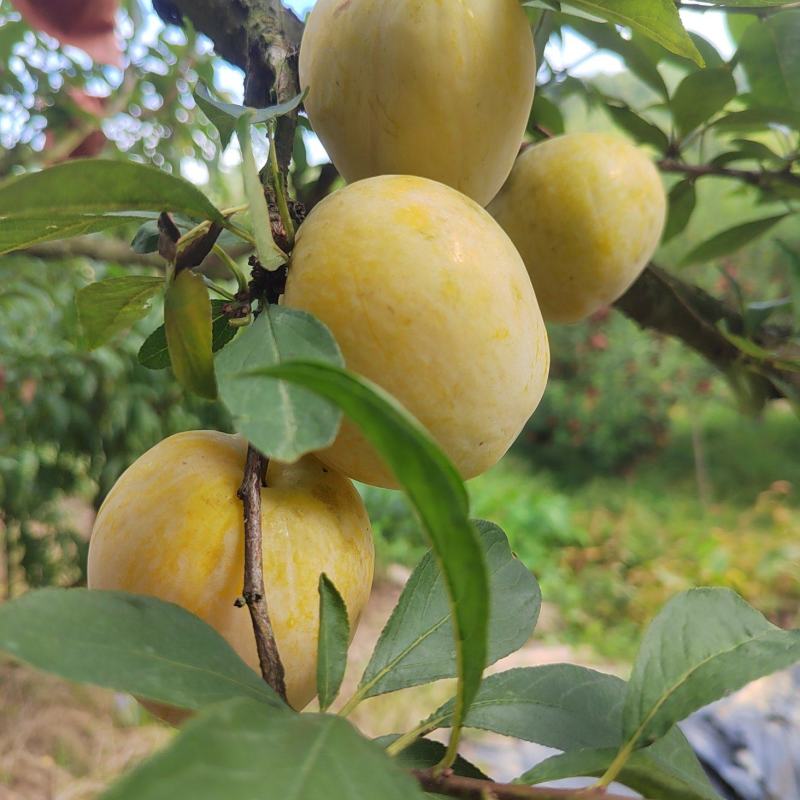 黄金奈李