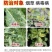 奥植丰5%氨基寡糖素抗病毒病提抗性防病害农药植物诱抗剂