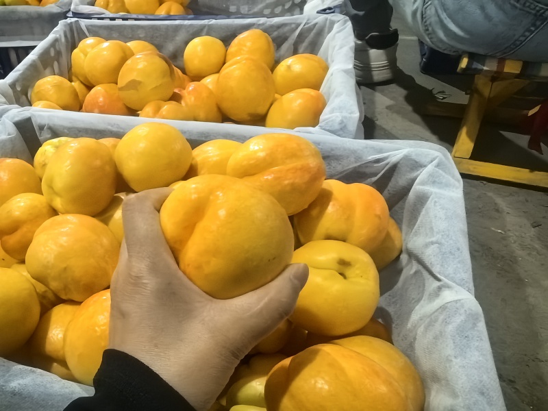 黄毛桃/产地大量现货供应中/规格齐全/量大从优