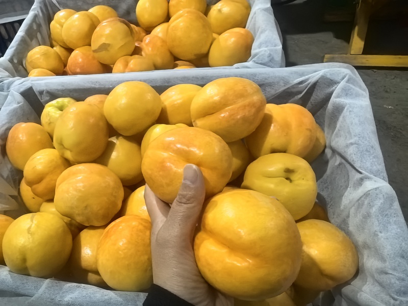 黄毛桃/产地大量现货供应中/规格齐全/量大从优
