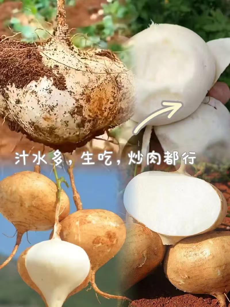 凉薯，贵州高山露天生态凉薯，又叫沙葛，我们本地叫地瓜。