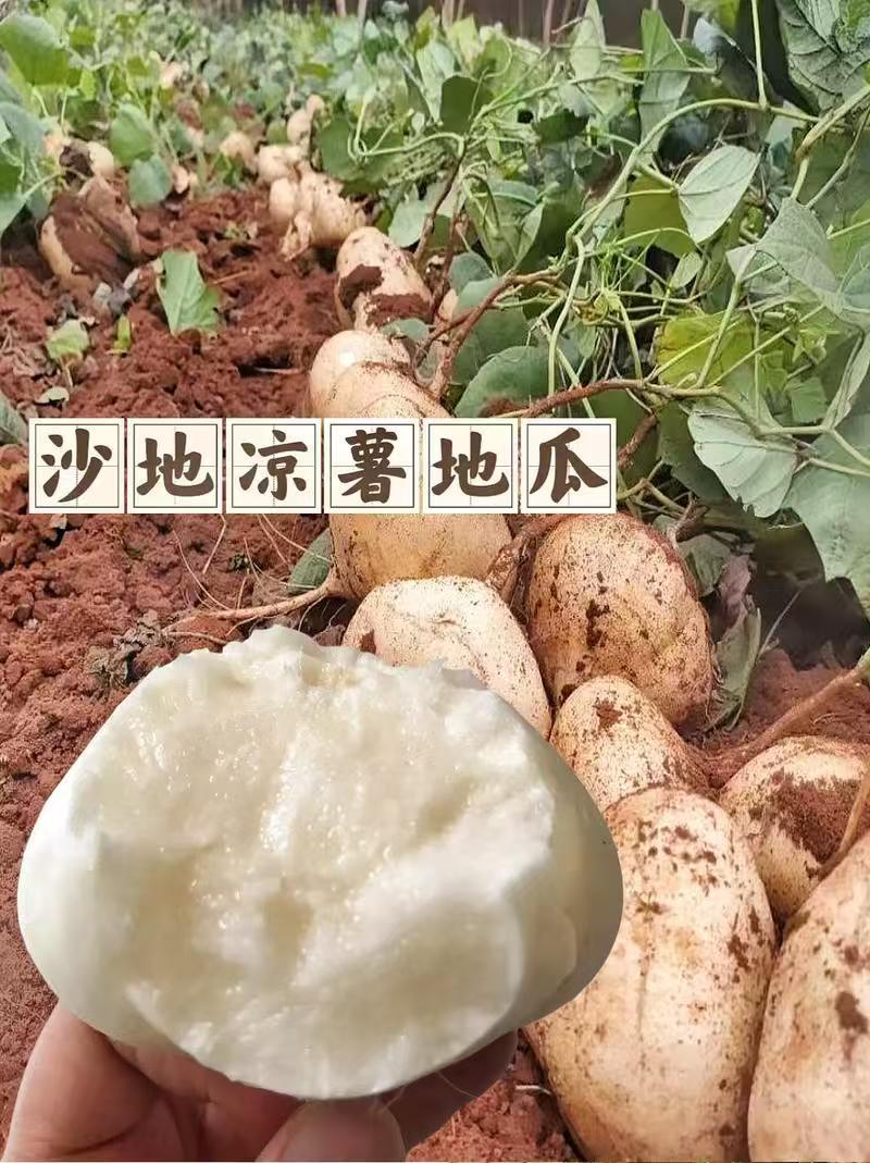 凉薯，贵州高山露天生态凉薯，又叫沙葛，我们本地叫地瓜。