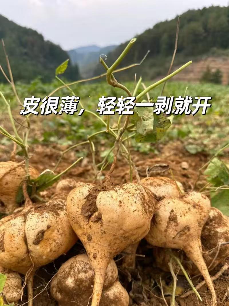 凉薯，贵州高山露天生态凉薯，又叫沙葛，我们本地叫地瓜。