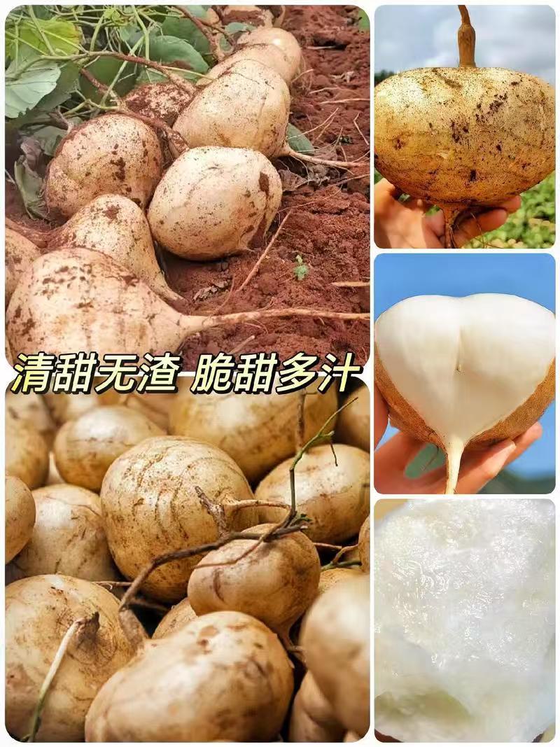 凉薯，贵州高山露天生态凉薯，又叫沙葛，我们本地叫地瓜。