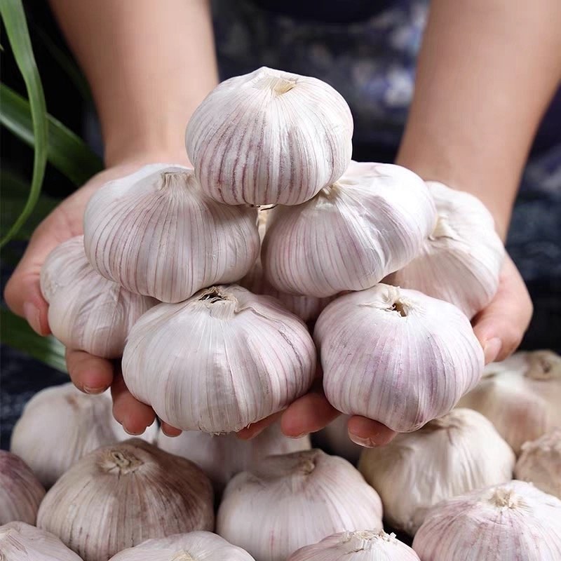 白皮蒜大蒜规格齐全价格美丽欢迎来电洽谈