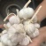 白皮蒜大蒜规格齐全价格美丽欢迎来电洽谈