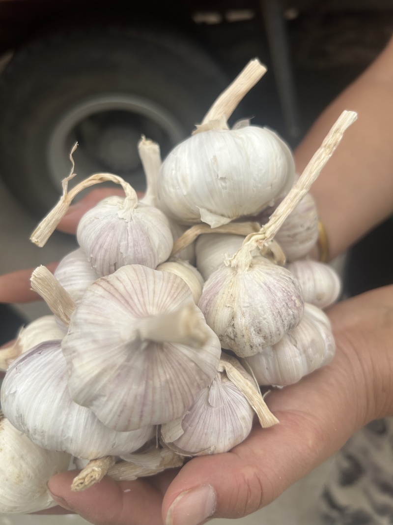 白皮蒜大蒜规格齐全价格美丽欢迎来电洽谈