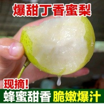 云南精品蜂糖梨（丁香梨），对接所有渠道走量，量大从优！