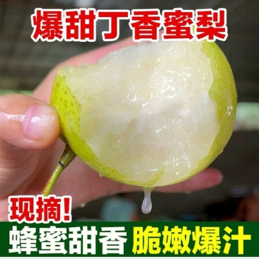 云南精品蜂糖梨（丁香梨），对接所有渠道走量，量大从优！