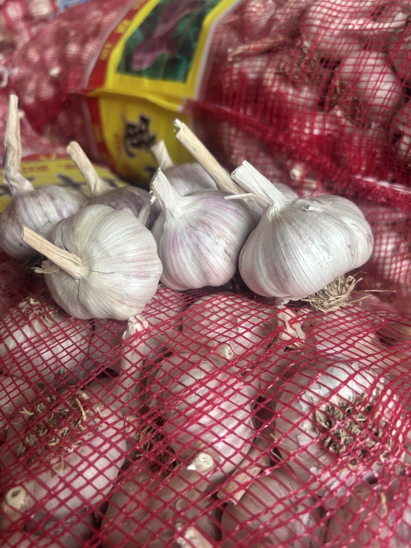 白皮蒜大蒜规格齐全价格美丽欢迎来电洽谈