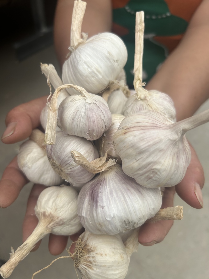 白皮蒜大蒜规格齐全价格美丽欢迎来电洽谈