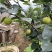 四川攀枝花高山丁香梨
