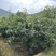 四川攀枝花高山丁香梨