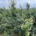 四川攀枝花高山丁香梨